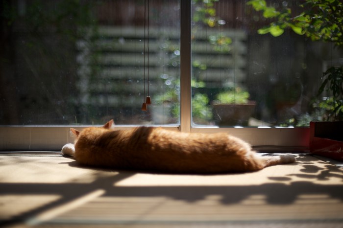 Ginger cat sleeping by the window