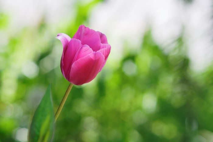 Pink tulip flower in soft focus green background