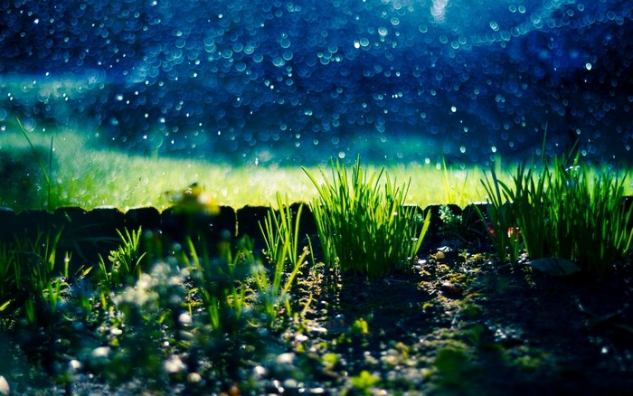 Raindrops on grass at night