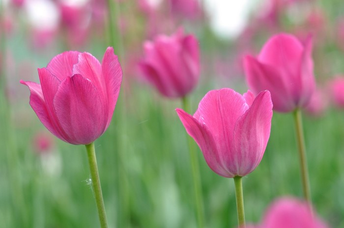 Pink Tulips in a Field