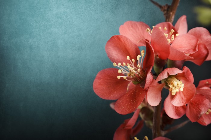 Close-up of Red Flowers on Branches