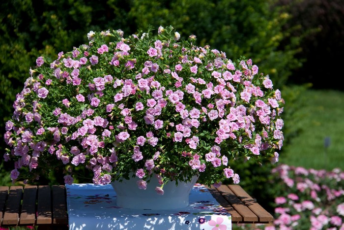 Abundant pink petunias in a white pot on a table