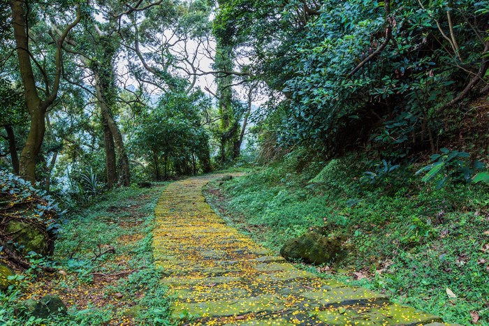 A stone path covered in yellow flowers in a forest