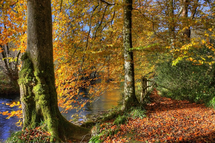 Autumn forest path by a river