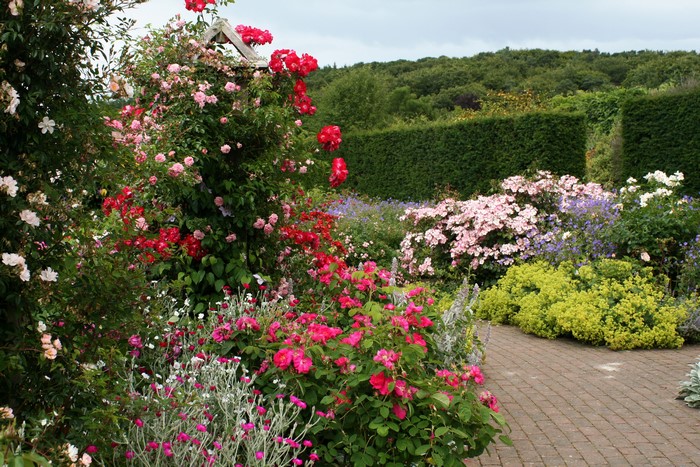 Rosemoor Rose Garden in England with blooming roses and shrubs