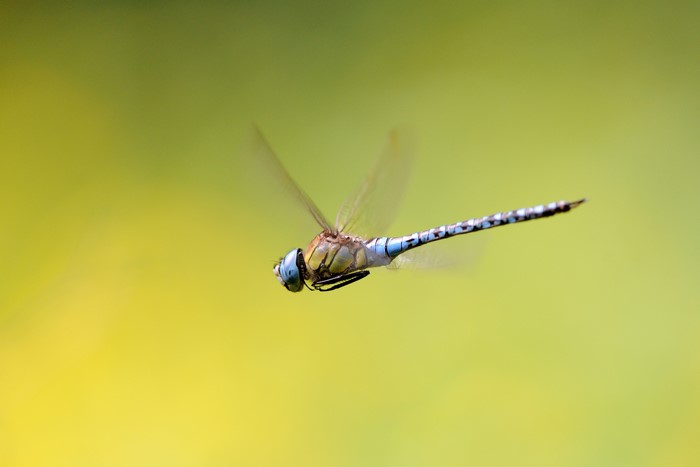 Dragonfly in flight against a blurred green background