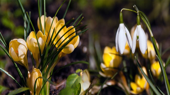 Yellow crocuses and white snowdrops in a garden