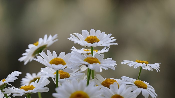 Close-up of white daisies with yellow centers
