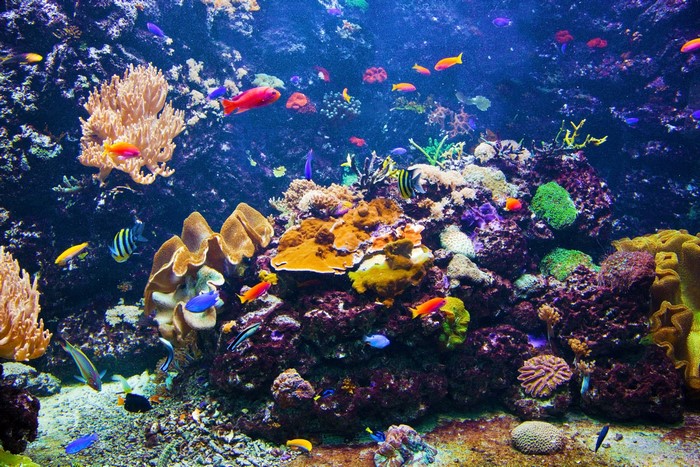 4K Underwater World with Corals and Fish