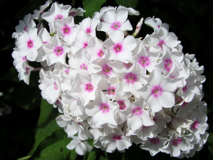 White Phlox flowers with pink centers