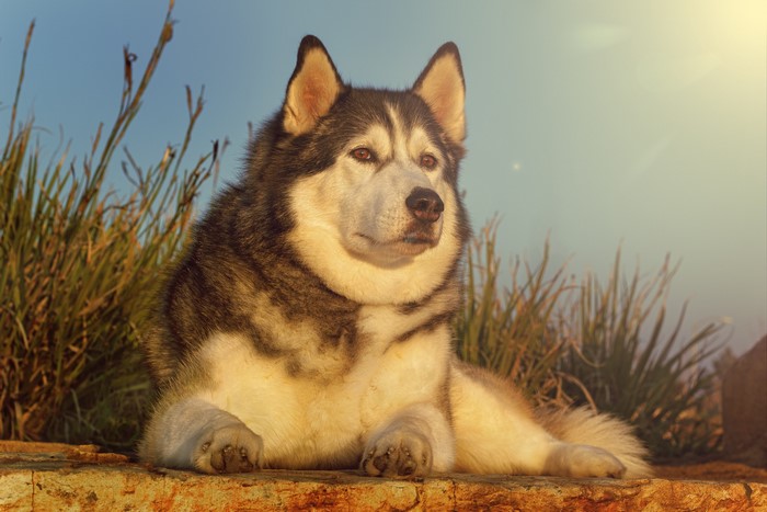 Alaskan Malamute dog lying on a rock