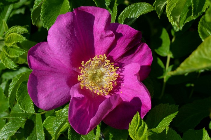 Close-up of a pink rose with yellow stamens