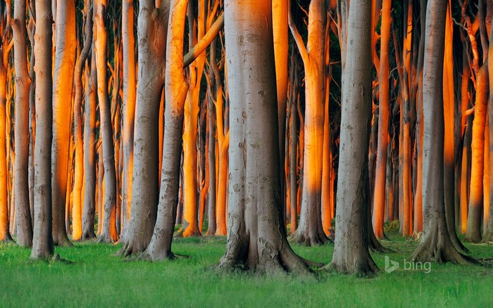 Trees in Nienhagen, Mecklenburg-Vorpommern, Germany