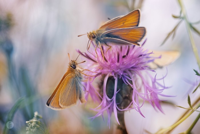 Two orange butterflies on a purple flower