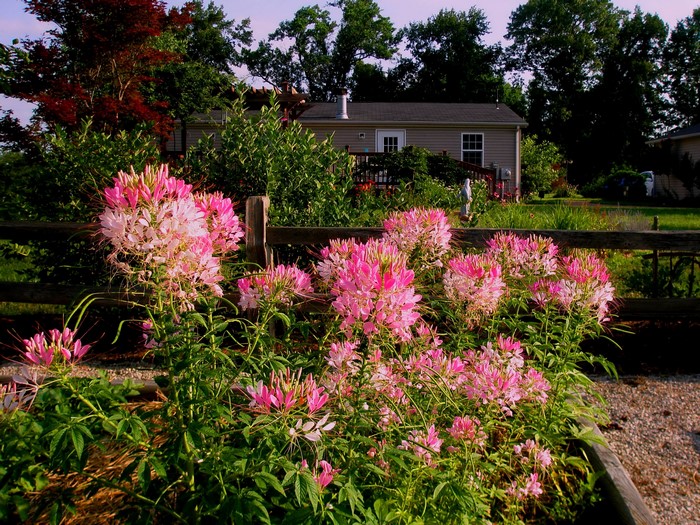 Pink Cleome flowers in a garden with a house