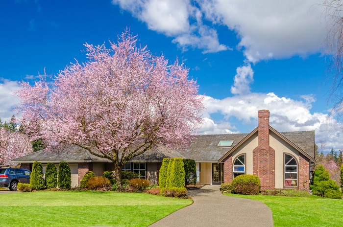 House with blooming cherry tree and blue sky