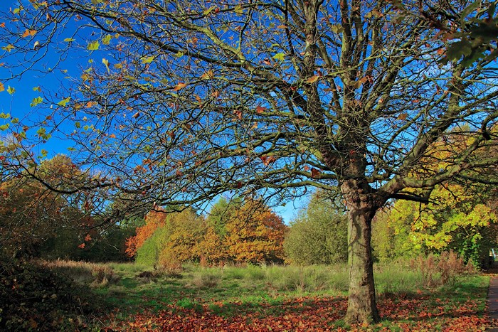 Autumn trees with fallen leaves under a blue sky