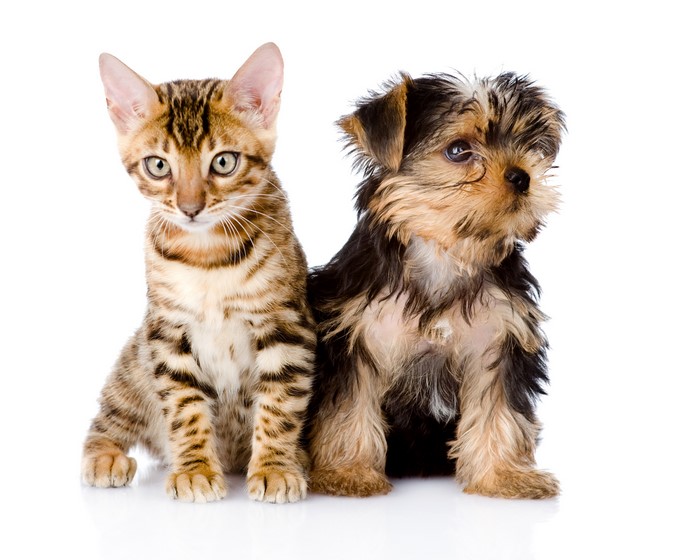 Bengal kitten and Yorkshire terrier puppy