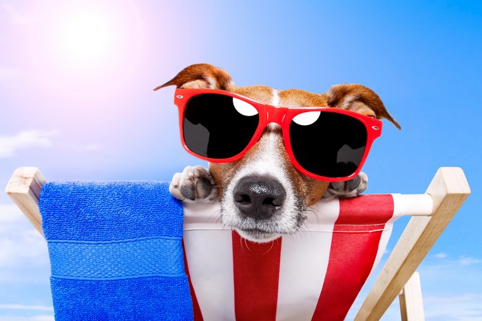 Jack Russell Terrier Dog Wearing Sunglasses on Sunlounger