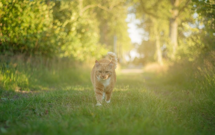 Orange cat walking on a grassy path