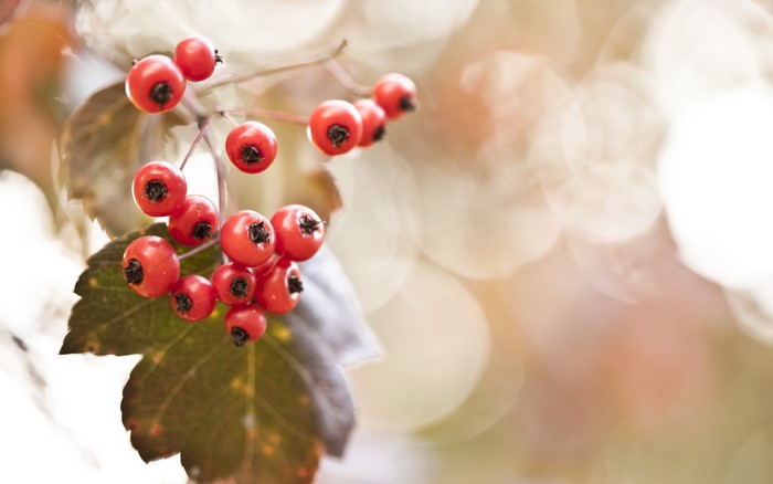 Red berries on a branch with autumn foliage