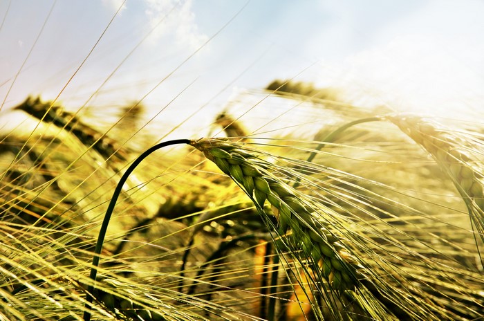Close-up of a green wheat ear in a field