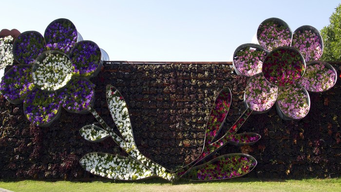 Flower wall design with petunias in Dubai Miracle Garden