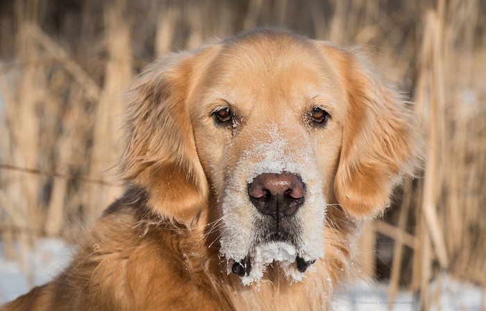 Golden Retriever with snow on its face