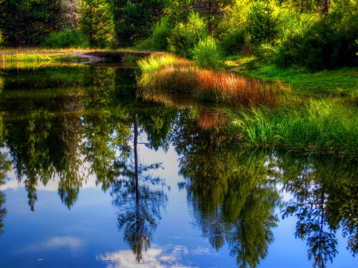 Summer pond with reflections of trees and grass