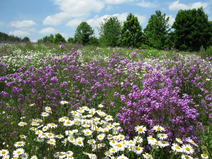 Vibrant Wildflower Meadow with Camomiles