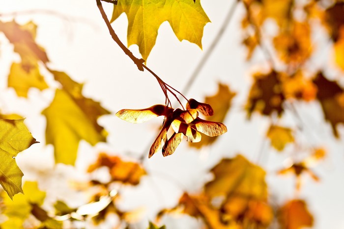 Autumn Maple Seeds and Leaves