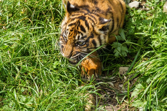 Tiger Cub in Tall Green Grass