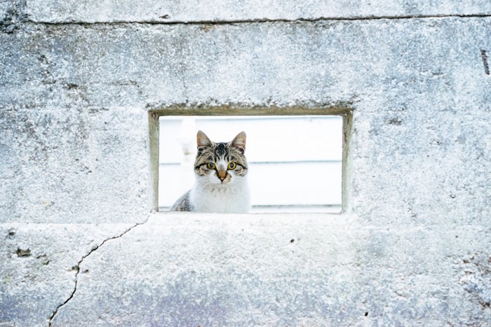 Cat peeking through a square hole in a concrete wall