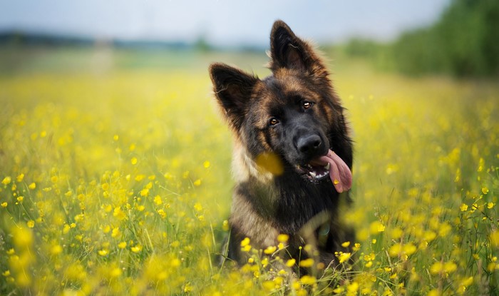 German Shepherd dog in a field of yellow flowers
