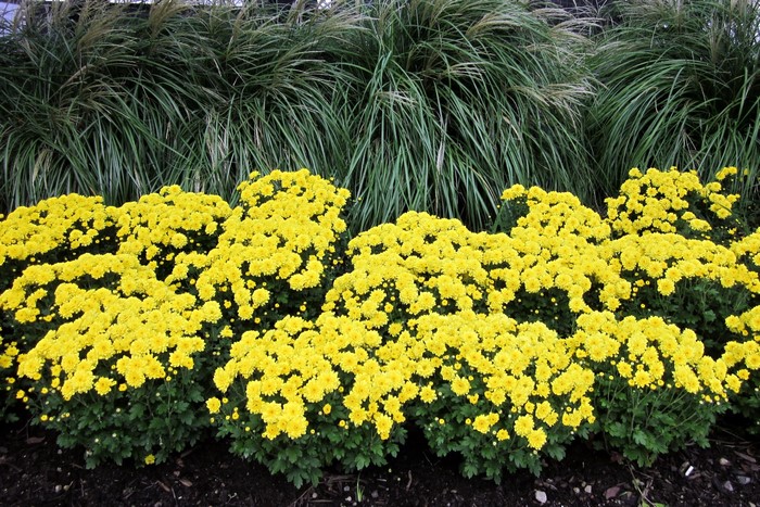 Yellow Chrysanthemums in Bloom