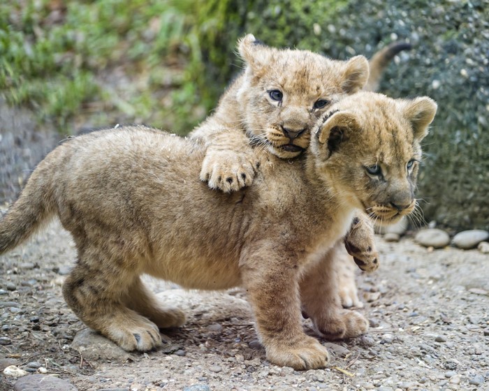 Two lion cubs playing