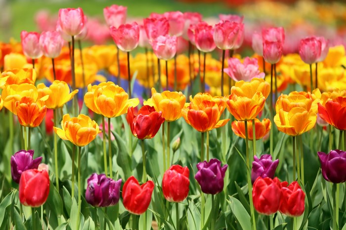 4K Tulips