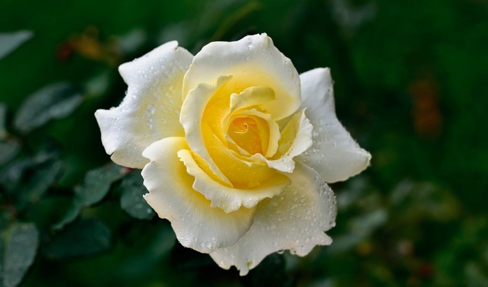 Yellow and white rose with water drops