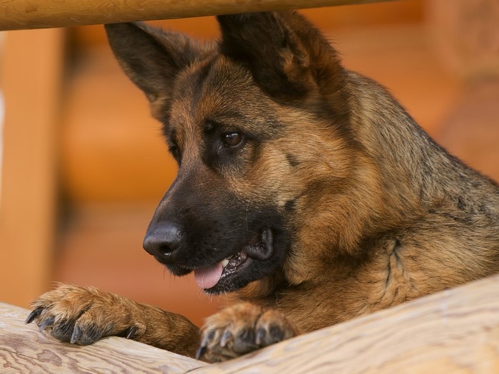 German Shepherd dog resting its paws on a wooden surface