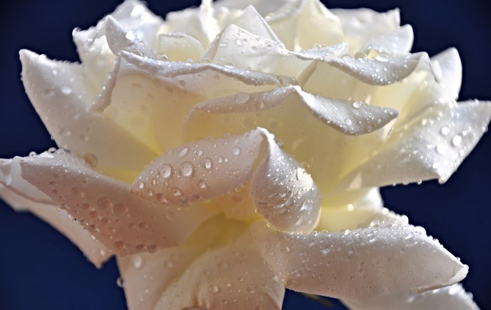 White rose with water drops