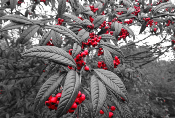 Red berries on branches with grey leaves