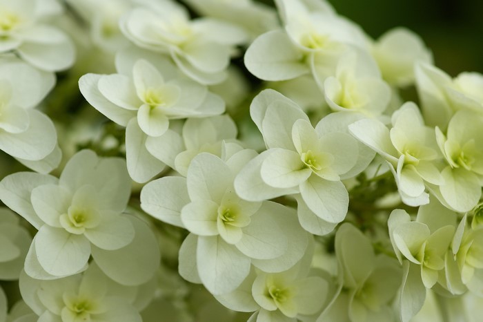 Close-up of white hydrangea flowers