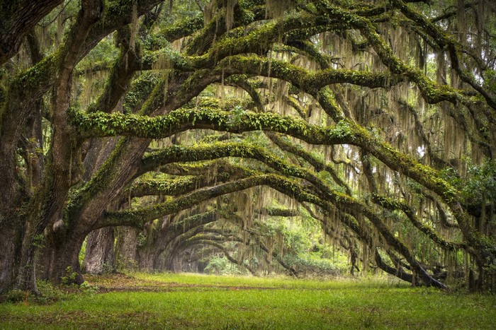 Oak trees with Spanish moss in Charleston, South Carolina