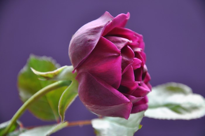Close-up of a deep pink rose bud