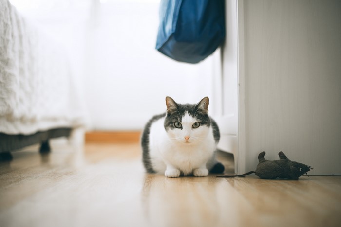 Cat sitting on a wooden floor next to a toy mouse