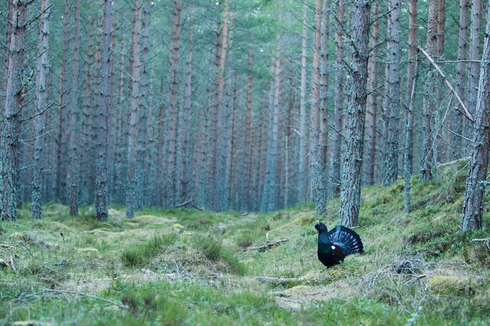 Western Capercaillie bird in a pine forest