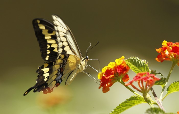 Close-up of a butterfly on colorful flowers