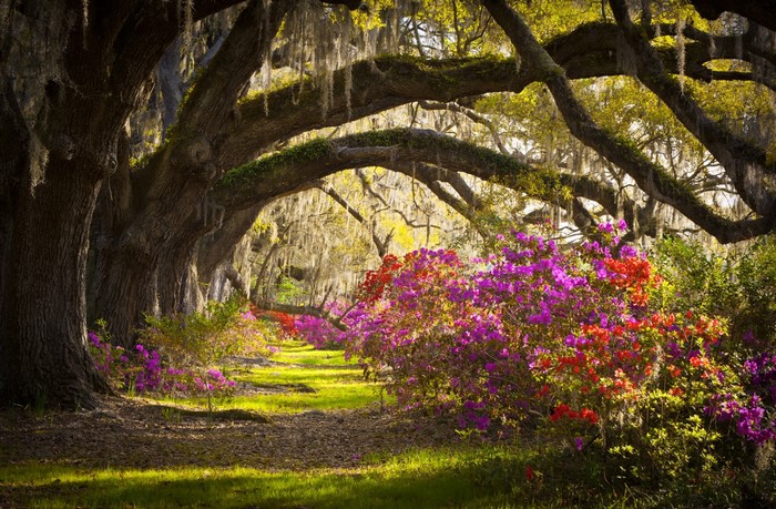 Oak trees with Spanish moss and azaleas
