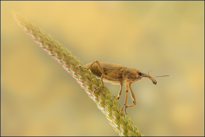 Weevil on a plant stalk