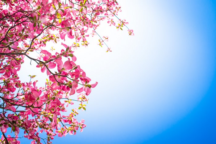 Pink Dogwood Tree Flowers Against Blue Sky